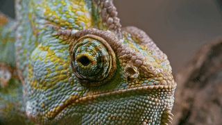 Chameleon